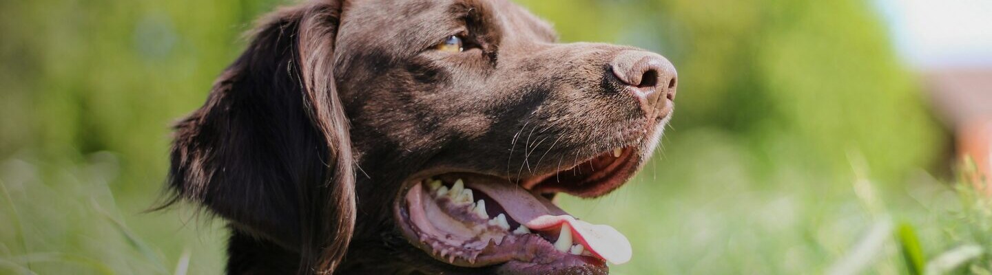 Jagdhunde