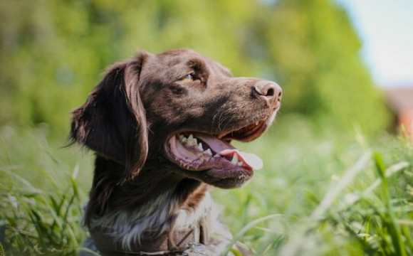 Chiens de chasse